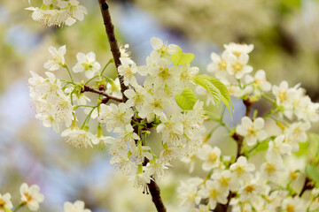 Wild Himalayan Cherry Blossom  Prunus cerasoides Rosaceae, white cherry blossoming flower branches on nature outdoors. White Sakura flowers of Thailand, dreamy romantic image spring, landscape