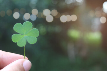 Fresh clover leaf, three-leaved shamrock, on hand with blurred green background. Happy St....