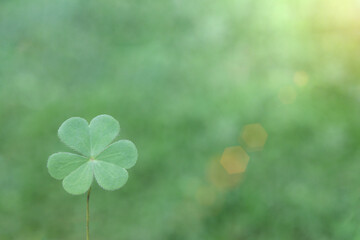 Fototapeta Fresh clover leaf , three-leaved shamrock, with blurred green background. Happy St. Patrick's Day. Selective focus, clover leaves is symbolic of fourth luck. obraz