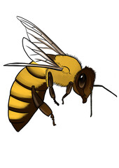 Flying honey bee illustration isolated on transparent background