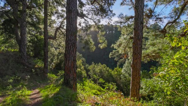 Walking through sunny pine forest on La Palma island, Canary. Gimbal shot of sun comes out from behind tree trunk. Beautiful green forest, Canary islands nature