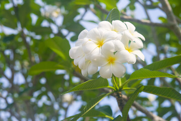 Beautiful blooming frangipani flowers on the tree in tropical park