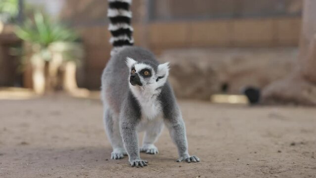 Ring-tailed Madagascar lemur in natural park. Lemur looking around for food