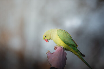 Parrots from hyde park London