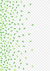 Green Leaf Background Transparent Vector. Sheet Template Texture. Herbarium Design. Greenish Pattern Card. Vegetation Abstract.