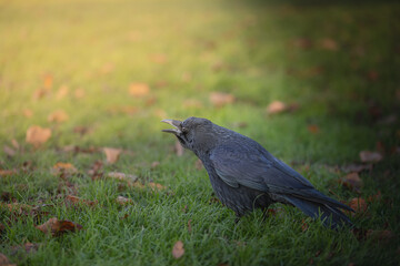 Black crow in London Hyde park