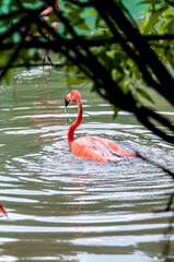 Pink flamingo bird swims on the lake