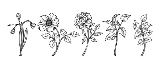 Collection of Hand drawn line art flowers and leaves  illustration isolated on white background