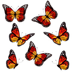 Obraz na płótnie Canvas Vector image of a set of black monarch butterflies with red, yellow, orange and white spots, on a white background. Graphic design.