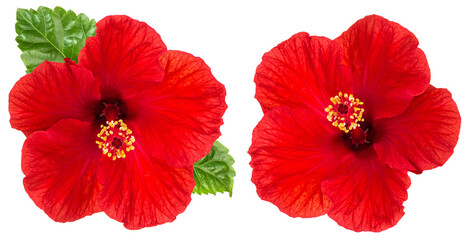 PNG Hibiscus red flower head isolated on transparent background - Powered by Adobe
