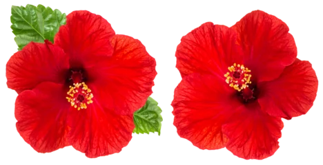 Foto op Plexiglas PNG Hibiscus red flower head isolated on transparent background © LiliGraphie
