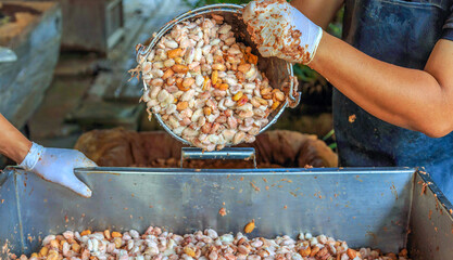fermenting fresh cocoa seeds to make chocolate. Workers scoop fermented cocoa seeds into vats to...