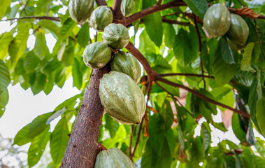 Fresh green un-harvested cacao pods,Raw green cacao at cocoa tree