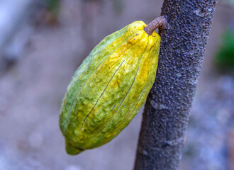Fresh green un-harvested cacao pods,Raw green cacao at cocoa tree