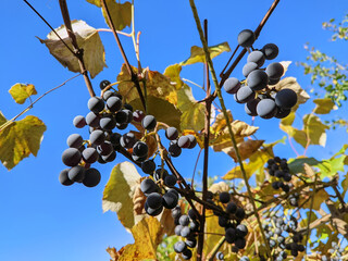 bunches of blue ripe grapes on the branches on the background of the sky in autumn