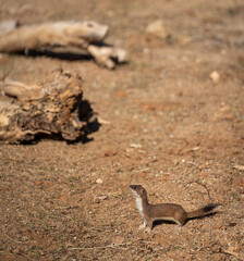 Worried mink looking skyward in search of eagles