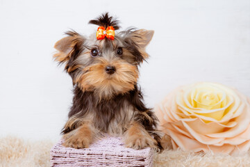 yorkshire terrier breed dog with a flower on a white background