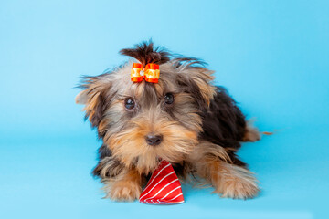 a Yorkshire terrier puppy with a tie on a blue background