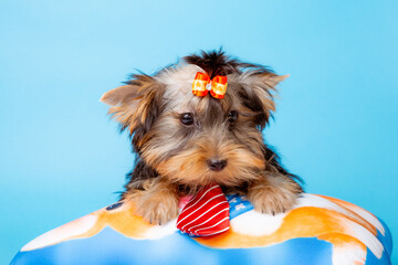 a Yorkshire terrier puppy with a tie on a blue background