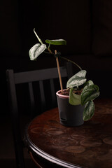 scindapsus pictus trebi