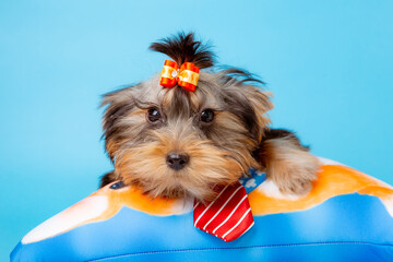 a Yorkshire terrier puppy with a tie on a blue background