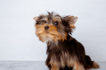 yorkshire terrier breed dog on a white background