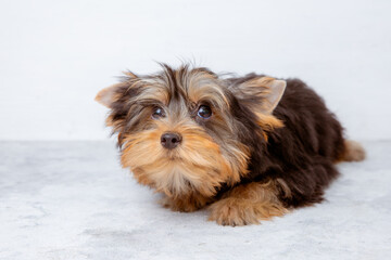 yorkshire terrier breed dog on a white background