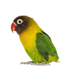 Masked Lovebird aka Agapornis bid, sitting on flat surface. Isolated cutout on a transparent background.