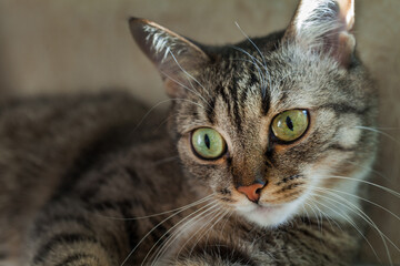 Naklejka premium Beautiful domestic striped gray cat in a pensive pose. Close-up view. Pet care concept