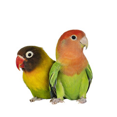 Cute pair of Lovebirds aka Agapornis, sitting close together on flat surface. Isolated cutout on a transparent background.
