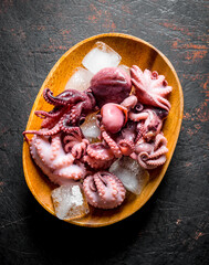 Little octopus on a plate of ice.