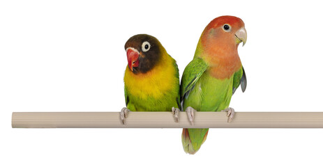 Cute pair of Lovebirds aka Agapornis, sitting together on a fake wooden branch. Isolated cutout on a transparent background.Lovebirds on transparent background