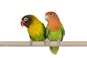 Fototapeta na wymiar Cute pair of Lovebirds aka Agapornis, sitting together on a fake wooden branch. Isolated cutout on a transparent background.