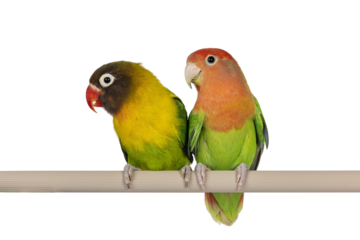 Cute pair of Lovebirds aka Agapornis, sitting together on a fake wooden branch. Isolated cutout on a transparent background.