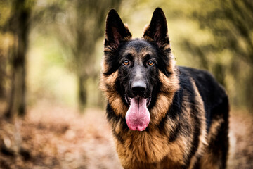 GSD German Shepherd Dog Autumn Woodland Walk