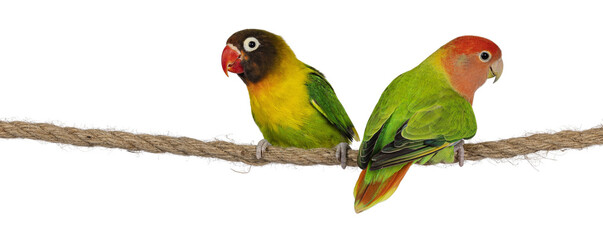 Fototapeta na wymiar Cute pair of Lovebirds aka Agapornis, sitting together on a rope. Isolated cutout on a transparent background.