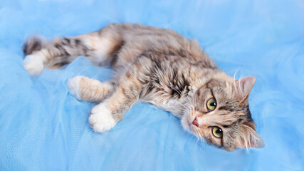 Cat rests on a blue background. Pets. Beautiful Cat looking at the camera. Kitten with big green eyes. Pet. Without people. Copy space. Animal background. Beautiful Kitten resting. 