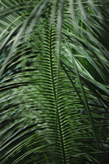 Palm branch close up. Saturated green color of natural leaves. Vertical frame. Background and texture of a palm branch.