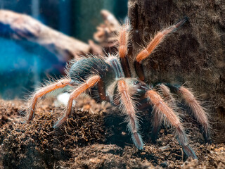 macro picture of Brachypelma boehmei