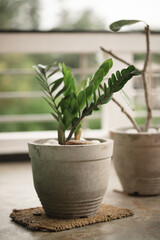 Plant in the pot. Part of the decor. Growing tree in a pot. Gray green tones