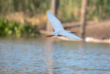Heron bird is flying over water.