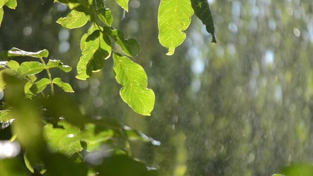 Raining on a sunny day. Rain falls. Drops of falling rain and tree branch with large green walnut leaves illuminated by the shining sun. Raindrops. Natural background. Nature phenomenon backdrop