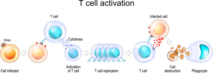 Activation of T cell leukocytes. Immune response - obrazy, fototapety, plakaty