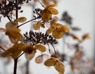 brązowe kwiaty hortensji