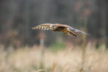 Common kestrel (Falco tinnunculus) is a bird of prey species belonging to the kestrel group of the falcon family Falconidae.