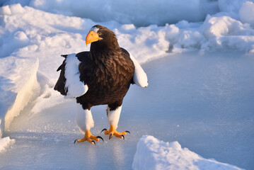 Bird watching with floating ices in winter