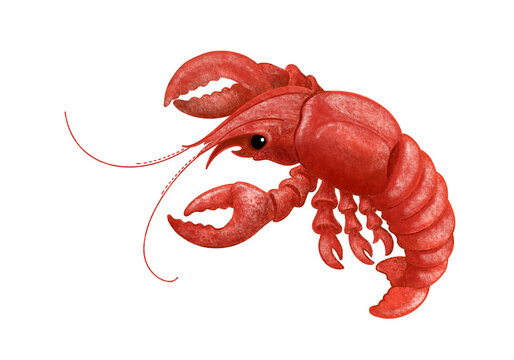 boiled crayfish. red cooked lobster. Isolated element. on white background. graphic art. hand drawing