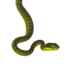 Close up of brown spotted green pitviper or pit viper, hanging down. High detail. Isolated cutout...