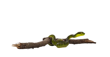 Brown spotted green pitviper or pit viper, moving over wooden branch. High detail. Isolated cutout...