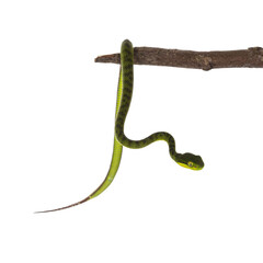 Close up from brown spotted green baby pitviper or pit viper hanging on wooden branch. High detail. Isolated cutout on transparent background.